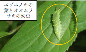 エゾエノキの植樹