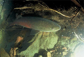 「幻の魚」と称されるイトウ