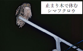 電柱への止まり木の設置