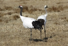 「北海道の鳥」に指定されているタンチョウ