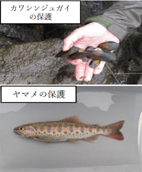 工事に伴うカワシンジュガイとヤマメの保全