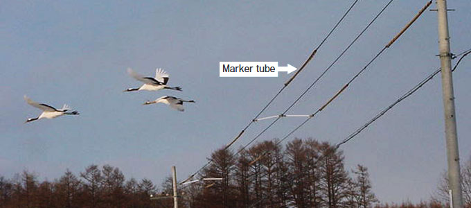 Tancho flying by power lines on which marker tubes have been placed