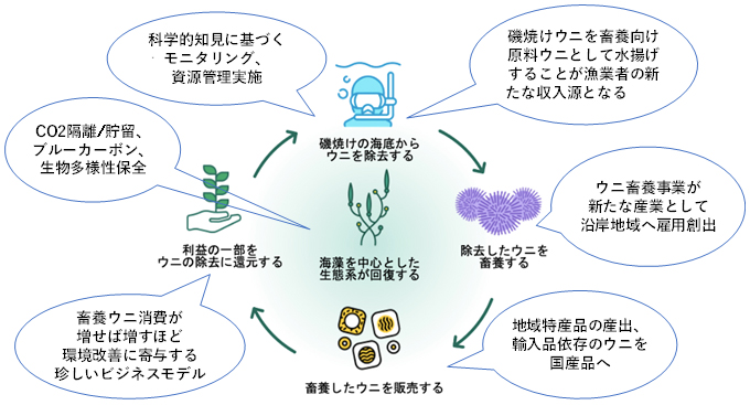 ウニ畜養事業の循環型ビジネスモデル