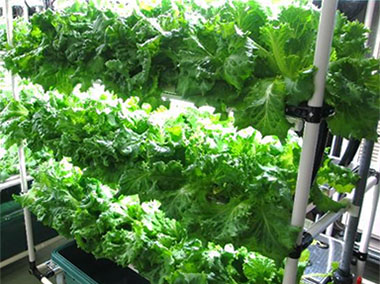 LEAFRU FARM 倶知安ニセコ